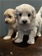 Maltipoo Welpen - 1 - Thumbnail