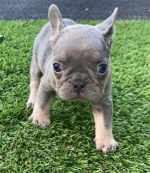 Zwei wunderschöne französische Bulldoggenwelpen zum Verkauf - 0