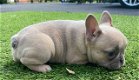 Zwei wunderschöne französische Bulldoggenwelpen zum Verkauf - 1 - Thumbnail