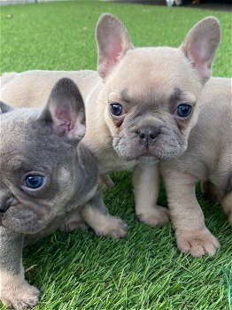 Zwei wunderschöne französische Bulldoggenwelpen zum Verkauf - 2