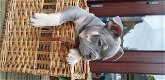 Zwei wunderschöne französische Bulldoggenwelpen zum Verkauf - 3 - Thumbnail