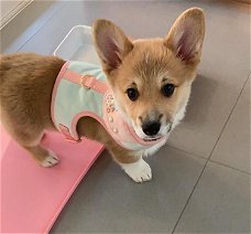 Welsh Corgi-puppy's