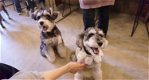 puppy's van Yorkshire Terrier - 0 - Thumbnail