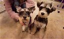 puppy's van Yorkshire Terrier - 1 - Thumbnail