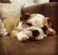 Engelse Bulldog-puppy's - 0 - Thumbnail