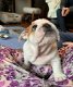 Engelse Bulldog-puppy's - 1 - Thumbnail