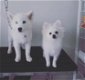 Pommeren puppy's - 0 - Thumbnail