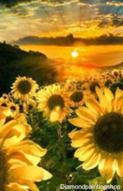 FULL diamond painting sunflower with sun (SQUARE) - nr. 1
