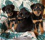 charming männliche und weibliche Rottweiler. - 0 - Thumbnail