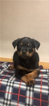 charming männliche und weibliche Rottweiler. - 1