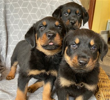 charming männliche und weibliche Rottweiler. - 2