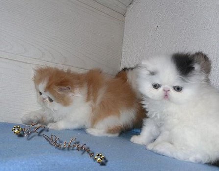 Perzische kittens - 1