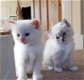 Ragdoll-kittens - 1 - Thumbnail