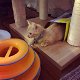 Munchkin-kittens - 1 - Thumbnail