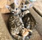 Bengaalse kittens - 1 - Thumbnail