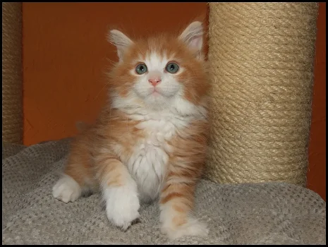 Maine Coon-kittens - 0