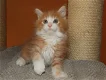 Maine Coon-kittens - 0 - Thumbnail