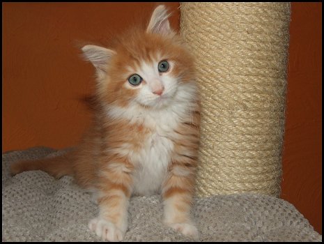 Maine Coon-kittens - 1