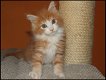 Maine Coon-kittens - 1 - Thumbnail