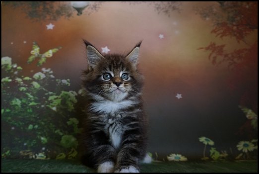 Maine Coon-kittens - 2