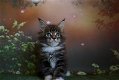 Maine Coon-kittens - 2 - Thumbnail