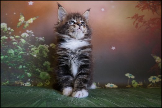 Maine Coon-kittens - 3