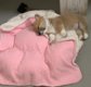 Welsh Corgi puies - 0 - Thumbnail