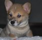 Welsh Corgi puies - 1 - Thumbnail