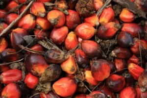 ruwe en geraffineerde palmolie - 0