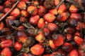 ruwe en geraffineerde palmolie - 0 - Thumbnail