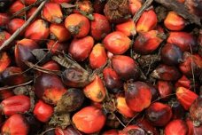 ruwe en geraffineerde palmolie