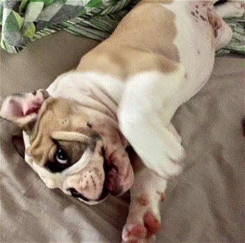 Engelse Bulldog-puppy's - 1