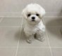 Maltese puppy's - 0 - Thumbnail