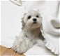 Maltese puppy's - 1 - Thumbnail