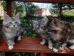 Mooie Maine Coon-kittens - 0 - Thumbnail