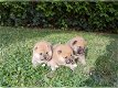 Raszuivere Shiba Inu-puppy's - 0 - Thumbnail