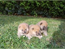 Raszuivere Shiba Inu-puppy's