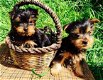 yorkshire terrier pups - 0 - Thumbnail