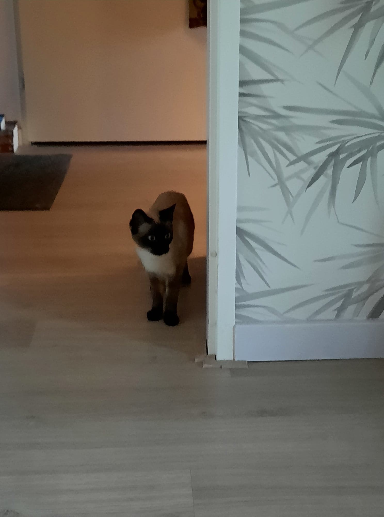 MJM Dogs Foundation: Nirvana is in Ned. - Afbeelding 2