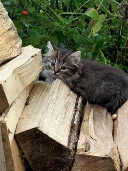 Prachtige kittens: kruising Noorse boskat & Europese korthaar - 0