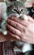 Prachtige kittens: kruising Noorse boskat & Europese korthaar - 2 - Thumbnail