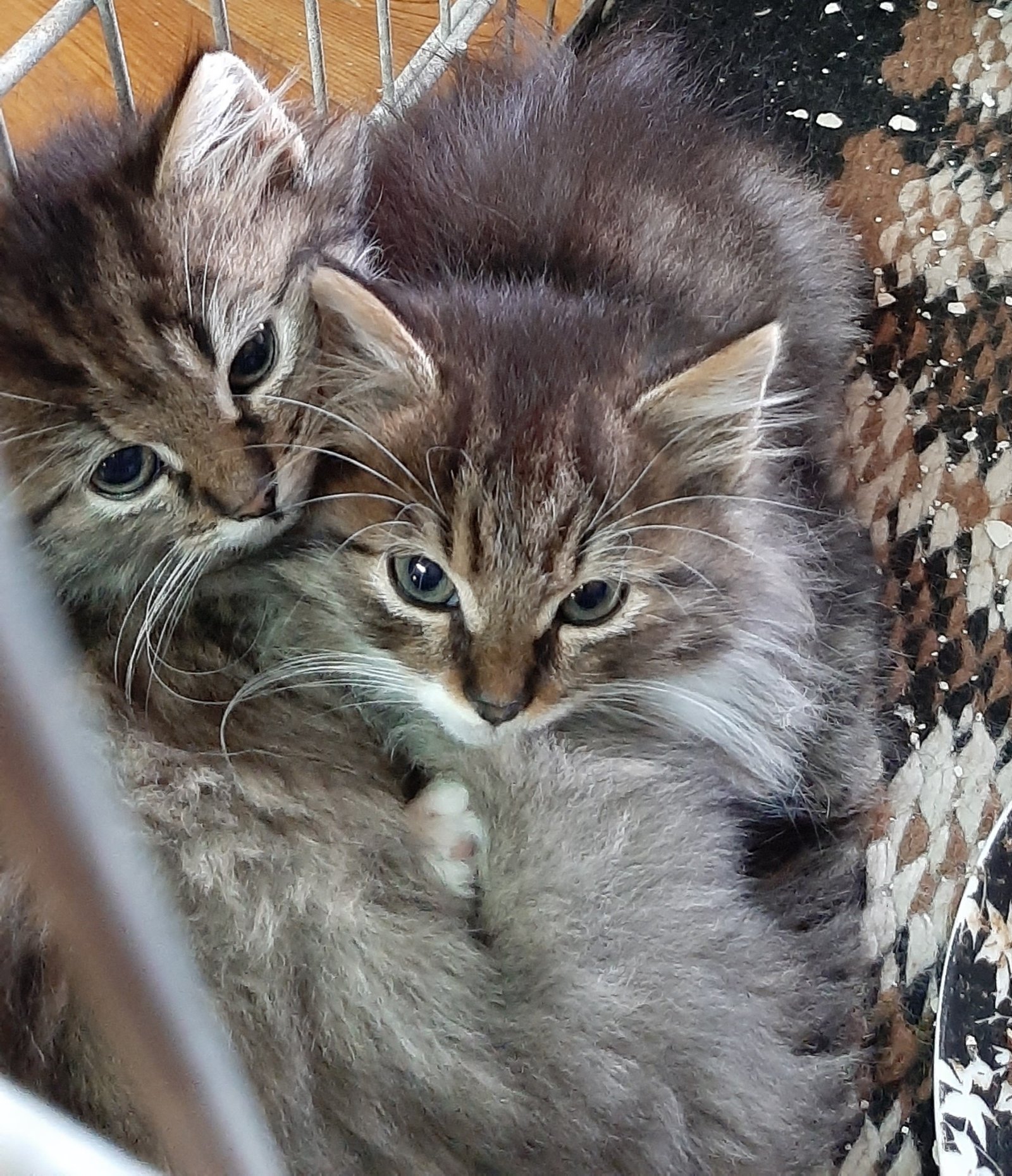 wanhoop gat Samenwerken met Prachtige kittens: kruising Noorse boskat & Europese korthaar