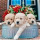 Raszuivere Golden Retriever-puppy's - 0 - Thumbnail