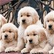 Raszuivere Golden Retriever-puppy's - 1 - Thumbnail