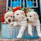 Raszuivere Golden Retriever-puppy's - 2 - Thumbnail