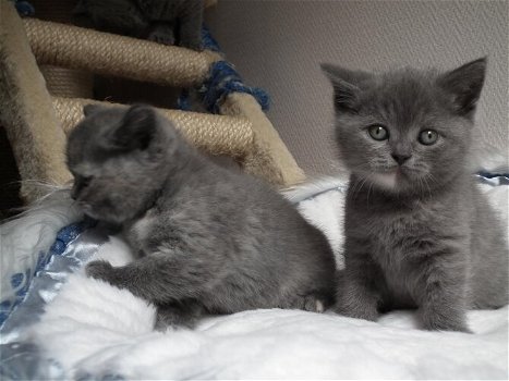 Leuke mannelijke en vrouwelijke Brits korthaar kittens te koop - 0