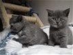 Leuke mannelijke en vrouwelijke Brits korthaar kittens te koop - 0 - Thumbnail