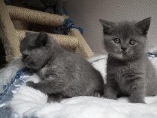 Leuke mannelijke en vrouwelijke Brits korthaar kittens te koop