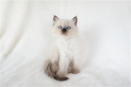 Geregistreerde Ragdoll-kittens Beschikbaar voor verkoop - 0