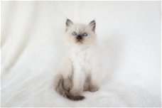 Geregistreerde Ragdoll-kittens Beschikbaar voor verkoop